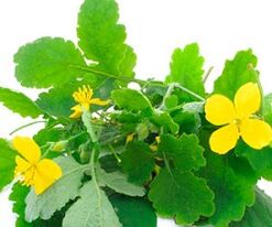 celandine to treat toenail fungus